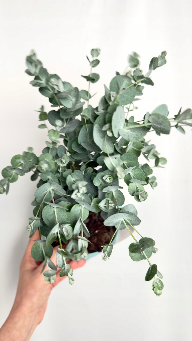 Eucalyptus Gunni Azura