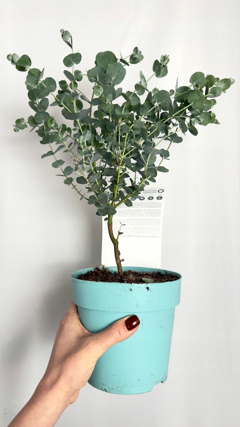 Eucalyptus Gunni Azura