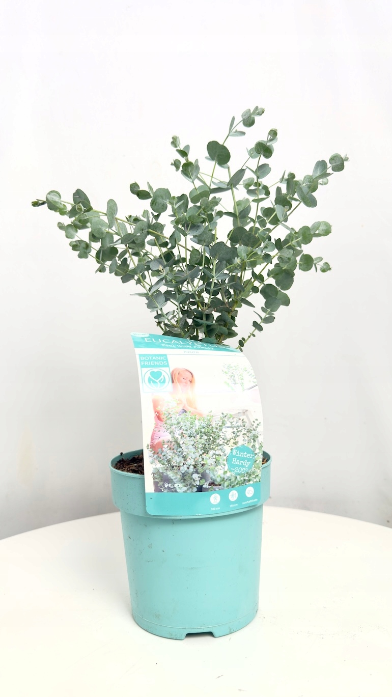 Eucalyptus Gunni Azura