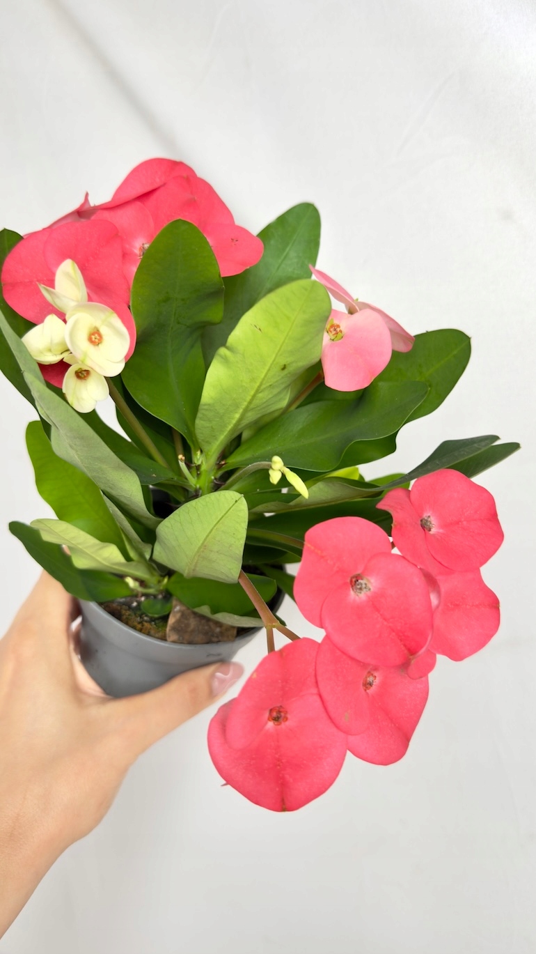 Euphorbia Milii Alexandra 10/22,5 cm