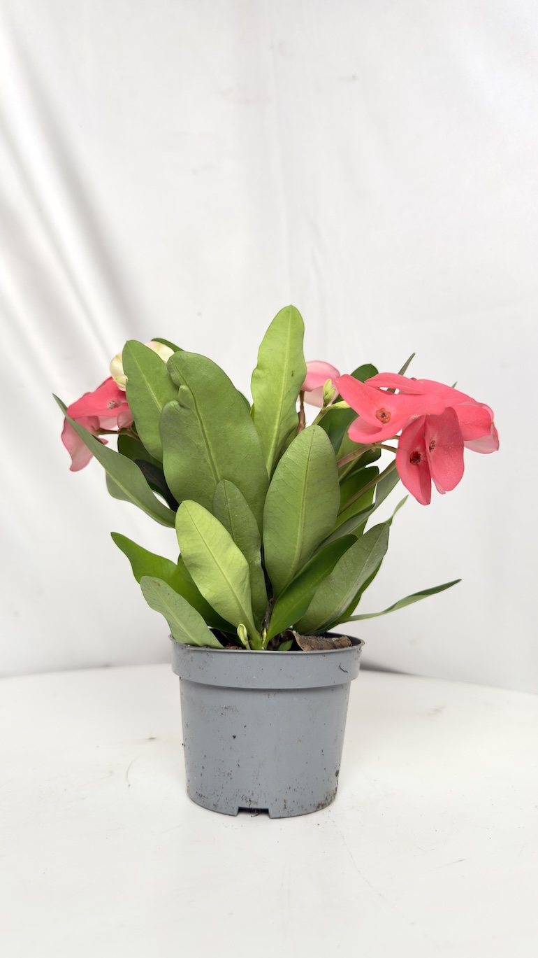 Euphorbia Milii Alexandra 10/22,5 cm