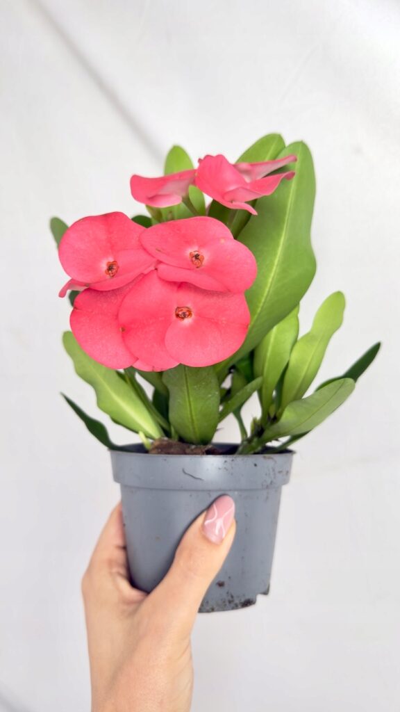 Euphorbia Milii Alexandra 10/22,5 cm w doniczce, z kolczastymi pędami, zielonymi liśćmi i dekoracyjnymi przykwiatkami.