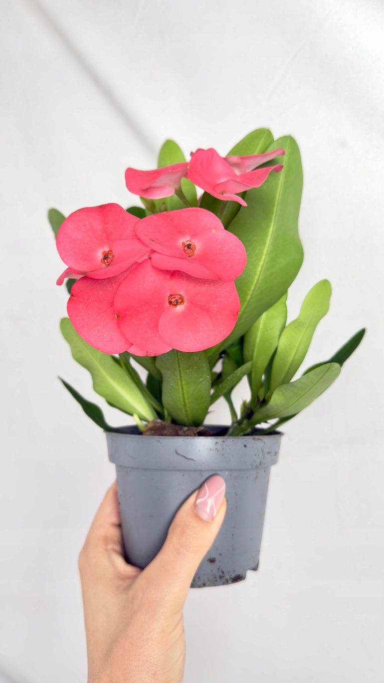 Euphorbia Milii Alexandra 10/22,5 cm