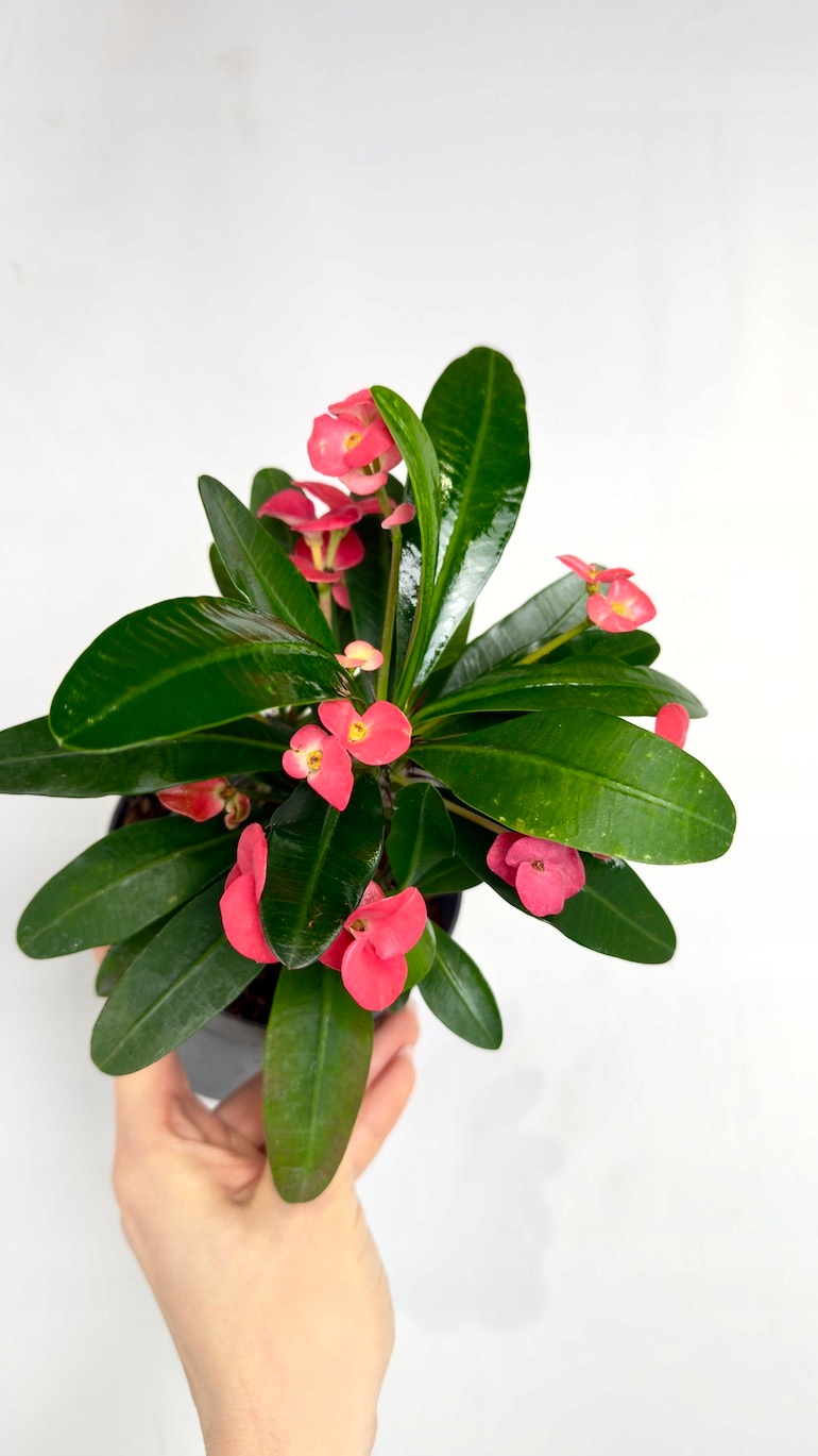 Euphorbia Milii Olympia 13/25 cm