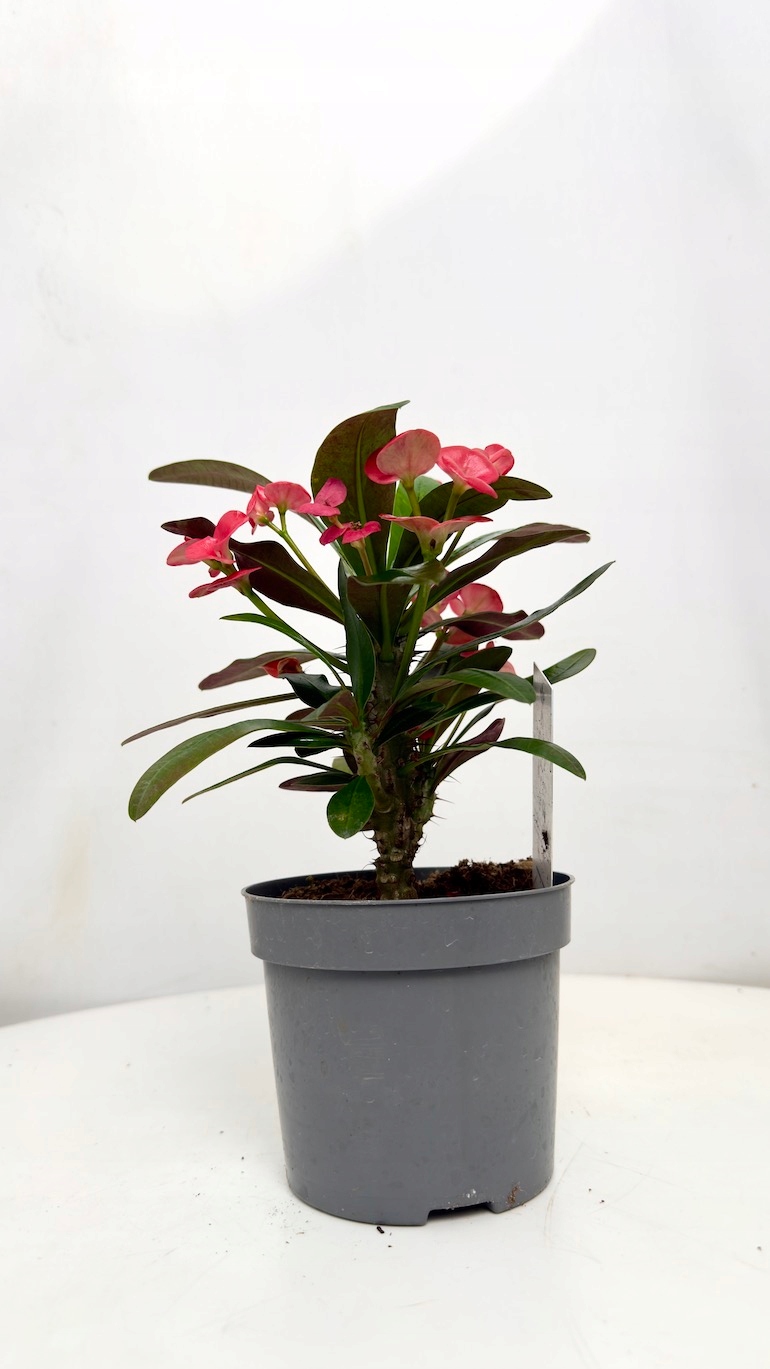 Euphorbia Milii Olympia 13/25 cm