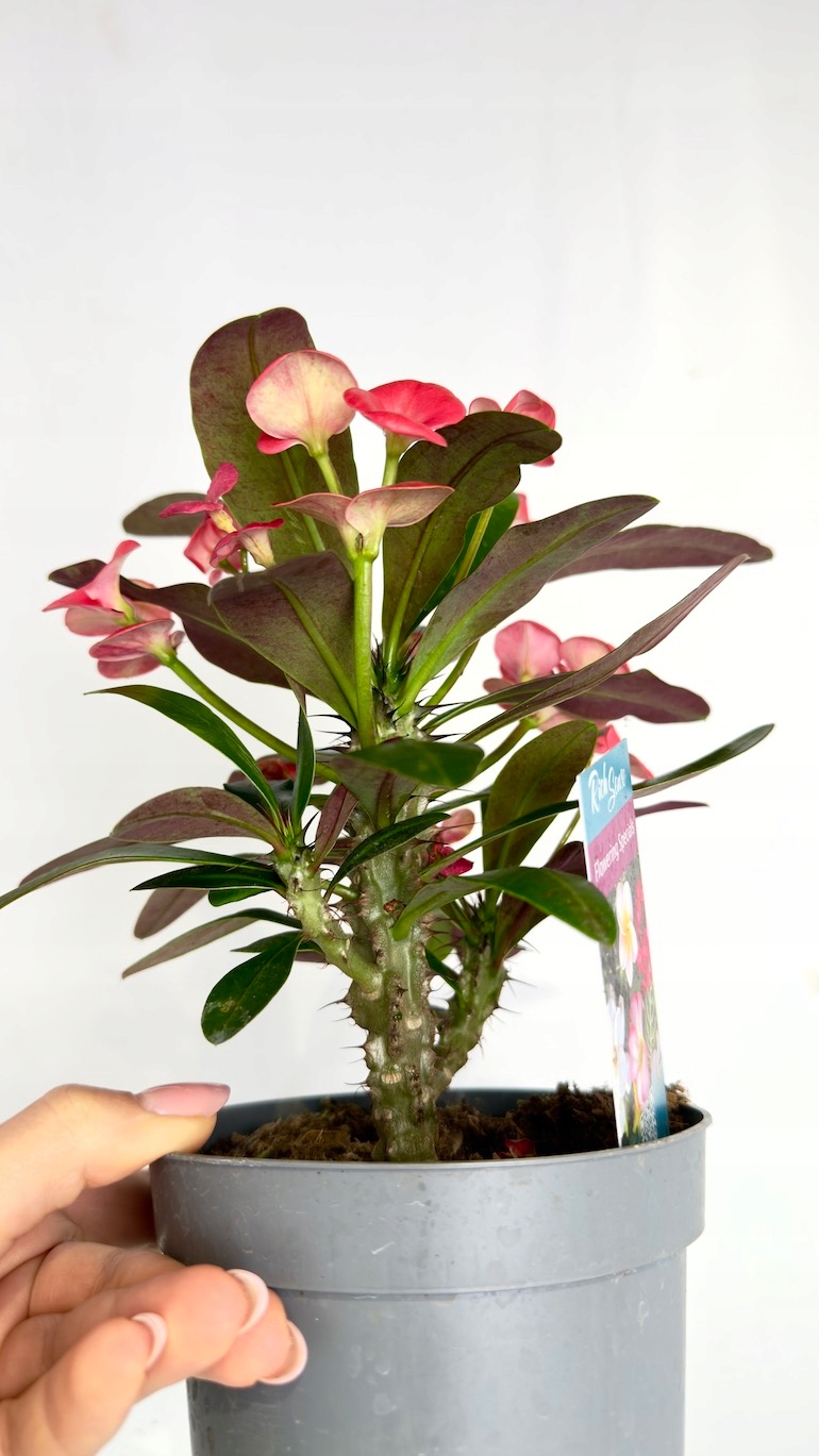 Euphorbia Milii Olympia 13/25 cm
