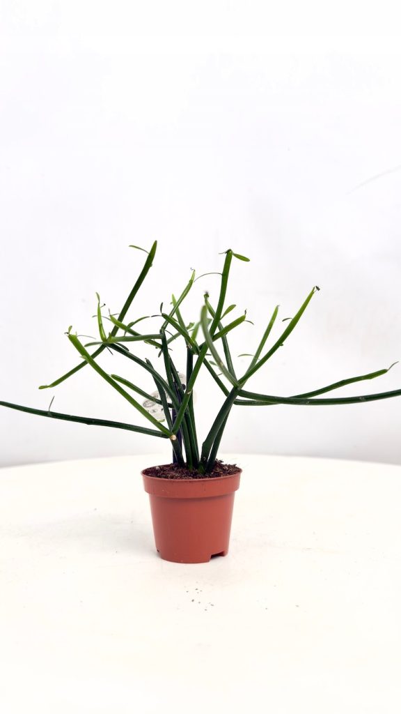 Euphorbia Tirucalli, wilczomlecz