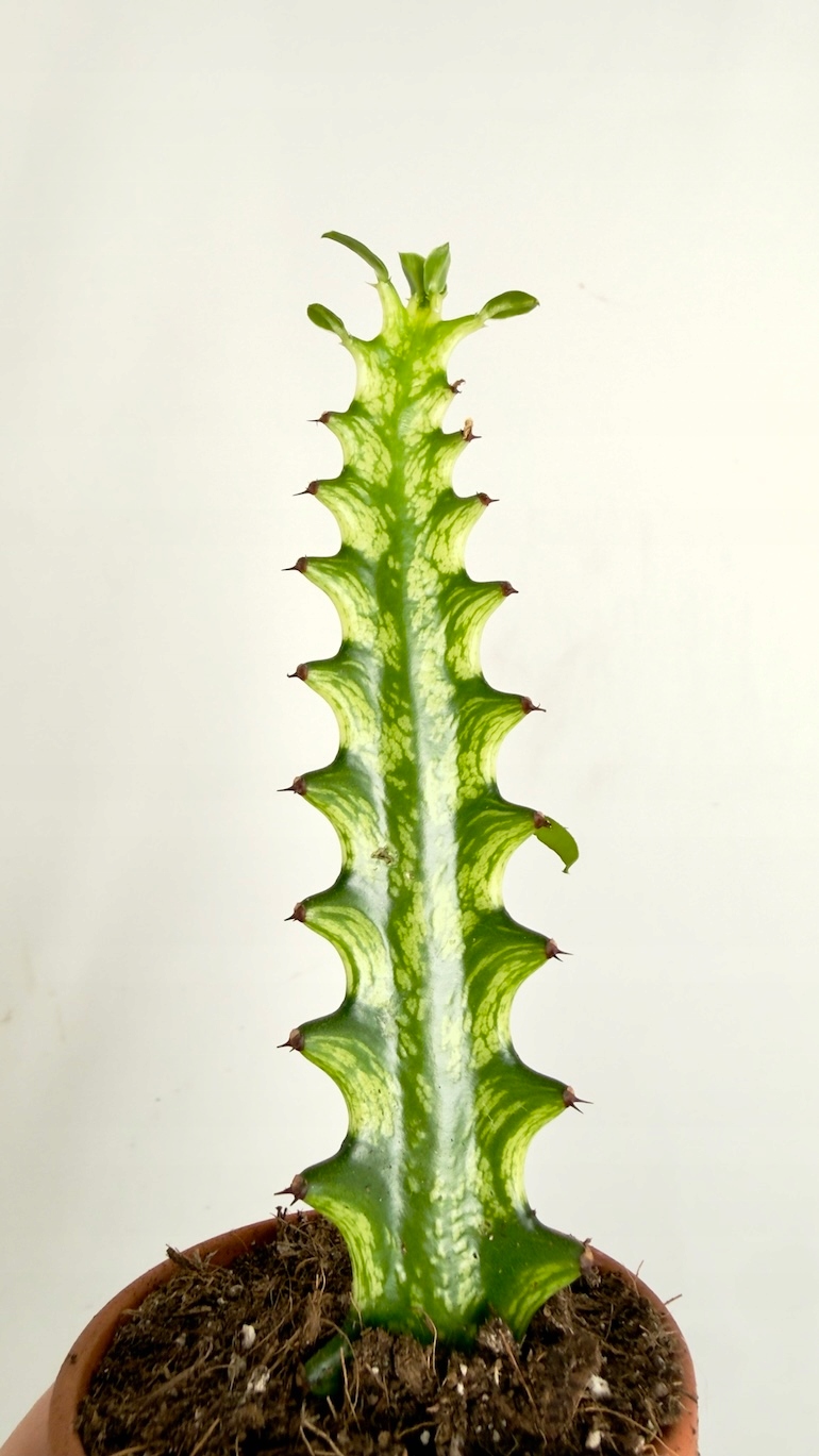 Euphorbia lactea Variegata