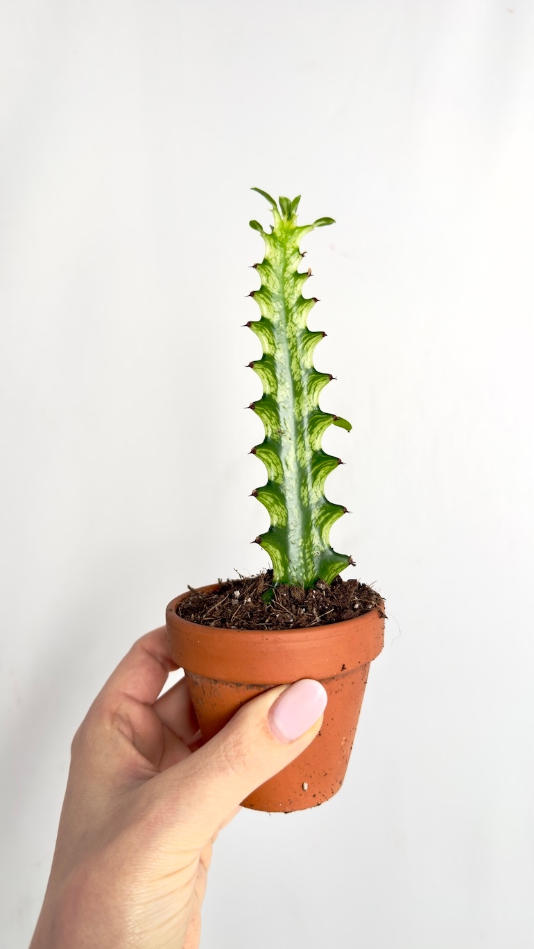Euphorbia lactea Variegata