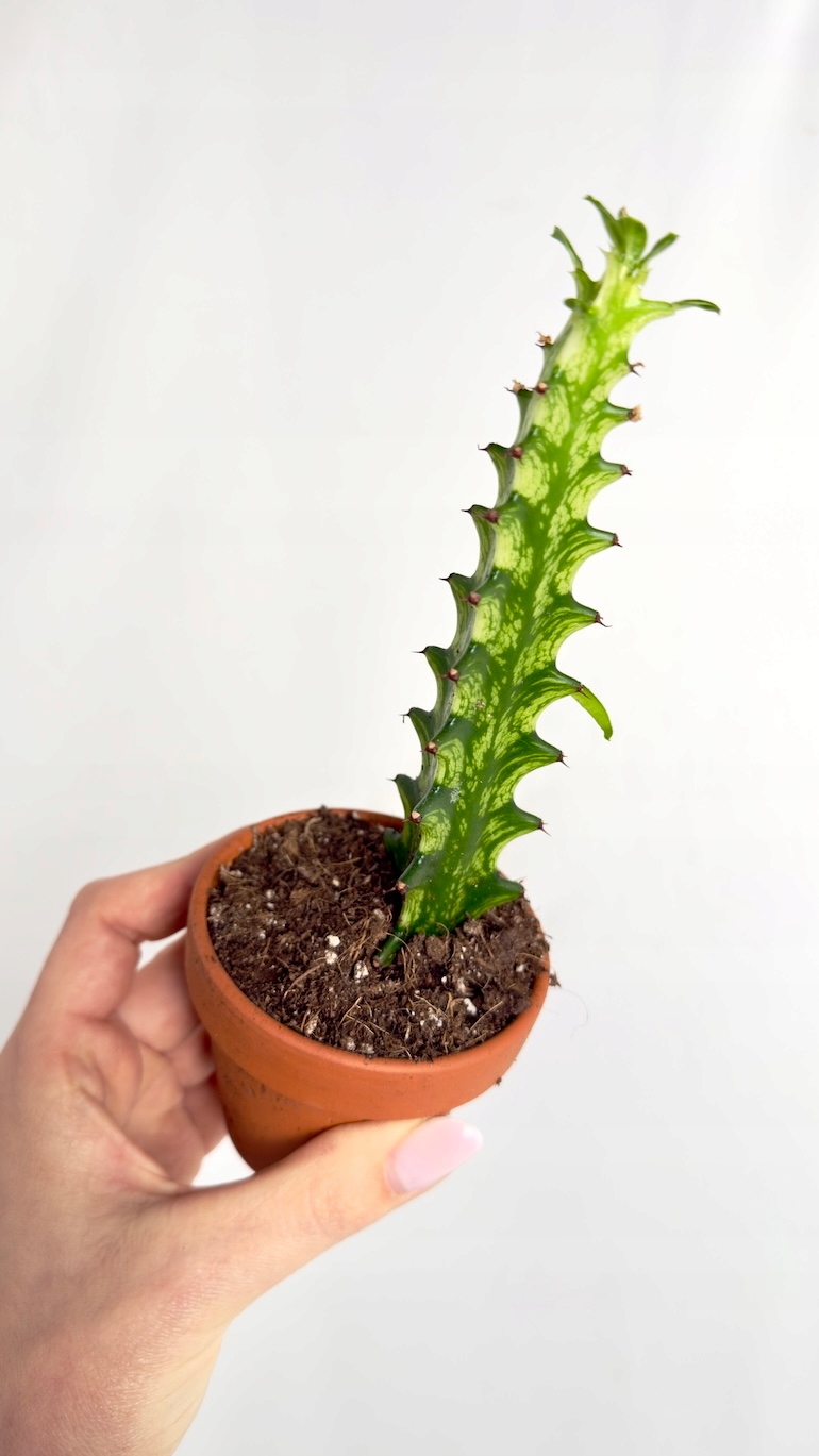 Euphorbia lactea Variegata