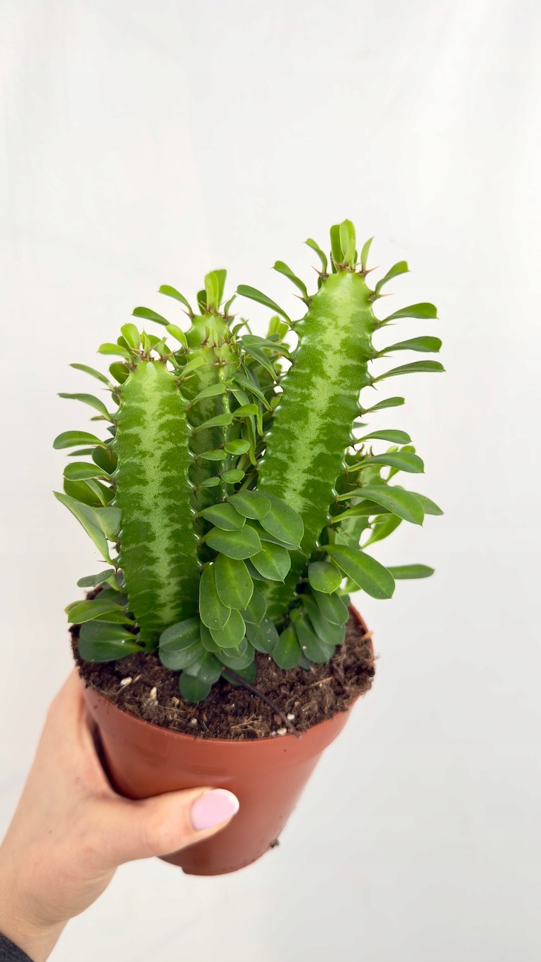 Euphorbia Trigona 10/20 cm