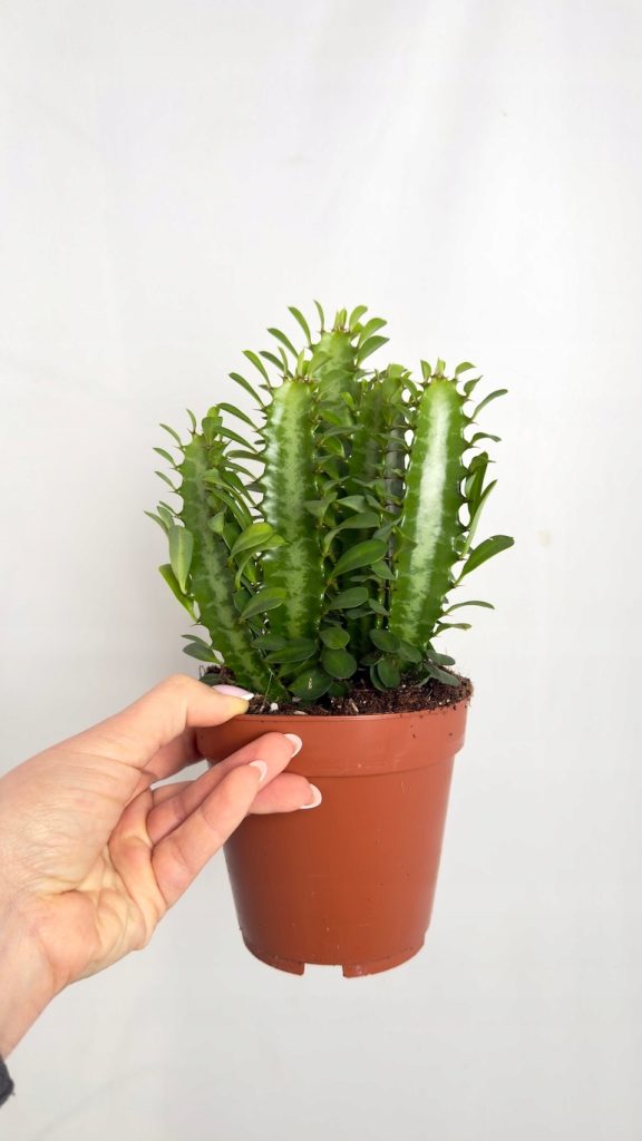 Euphorbia Trigona o trójkanciastych, zielonych pędach w doniczce