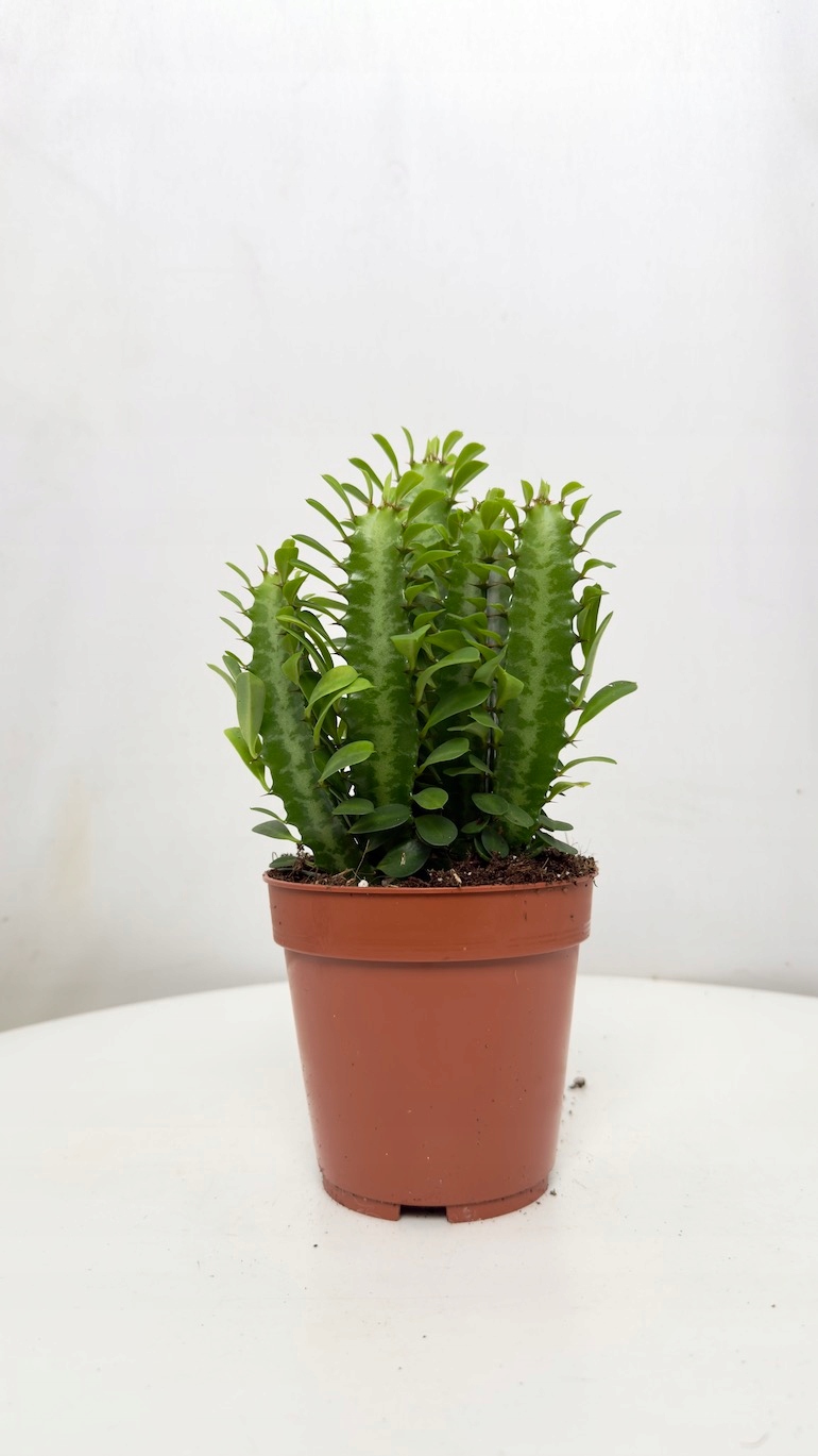 Euphorbia Trigona 10/20 cm