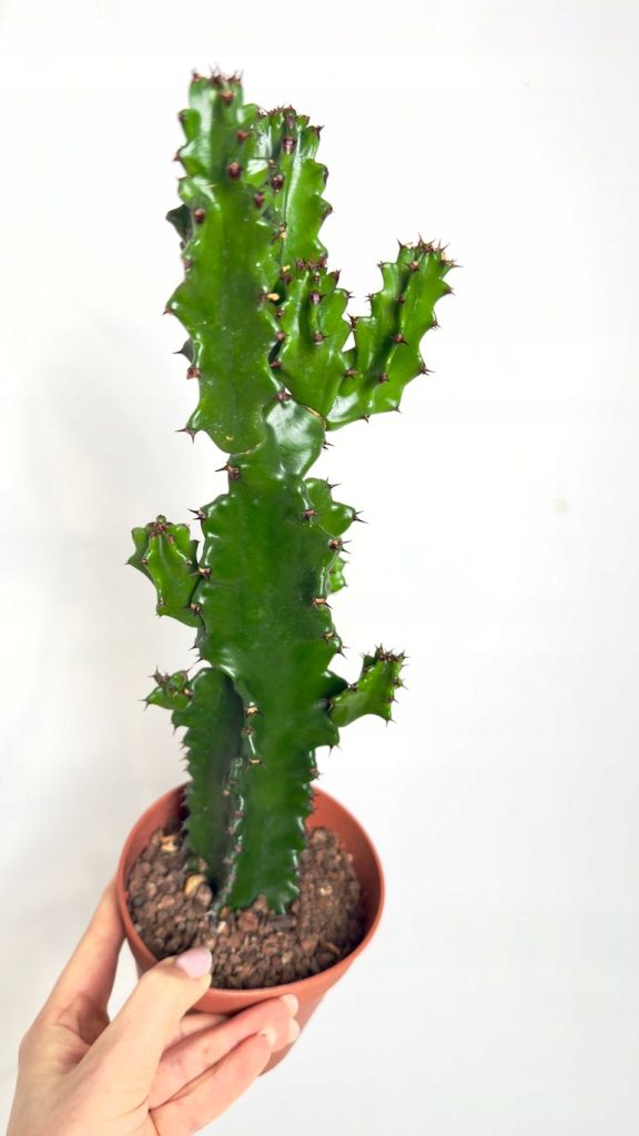 Euphorbia-trigona