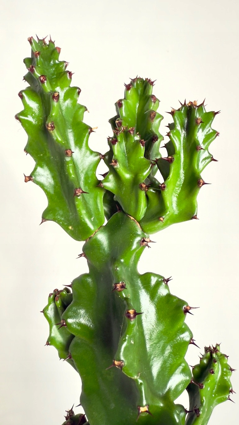 Euphorbia Trigona