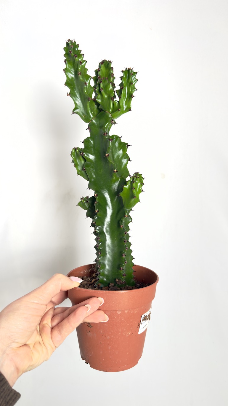 Euphorbia Trigona