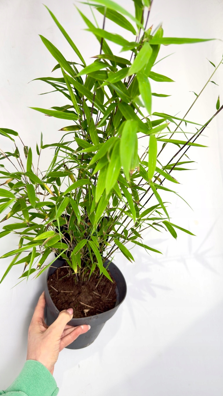 Fargesia nitida Black Pearl