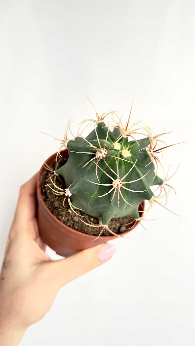 Ferocactus emoryi 10,5/16 cm