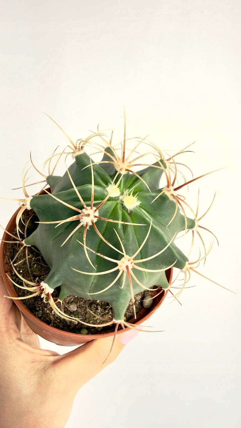 Ferocactus emoryi 10,5/16 cm
