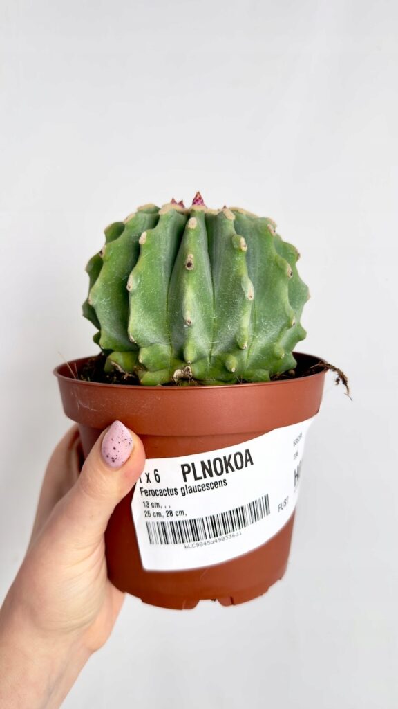 Ferocactus glaucescens kulisty kaktus o niebieskawym kolorze w doniczce na stoliku w salonie