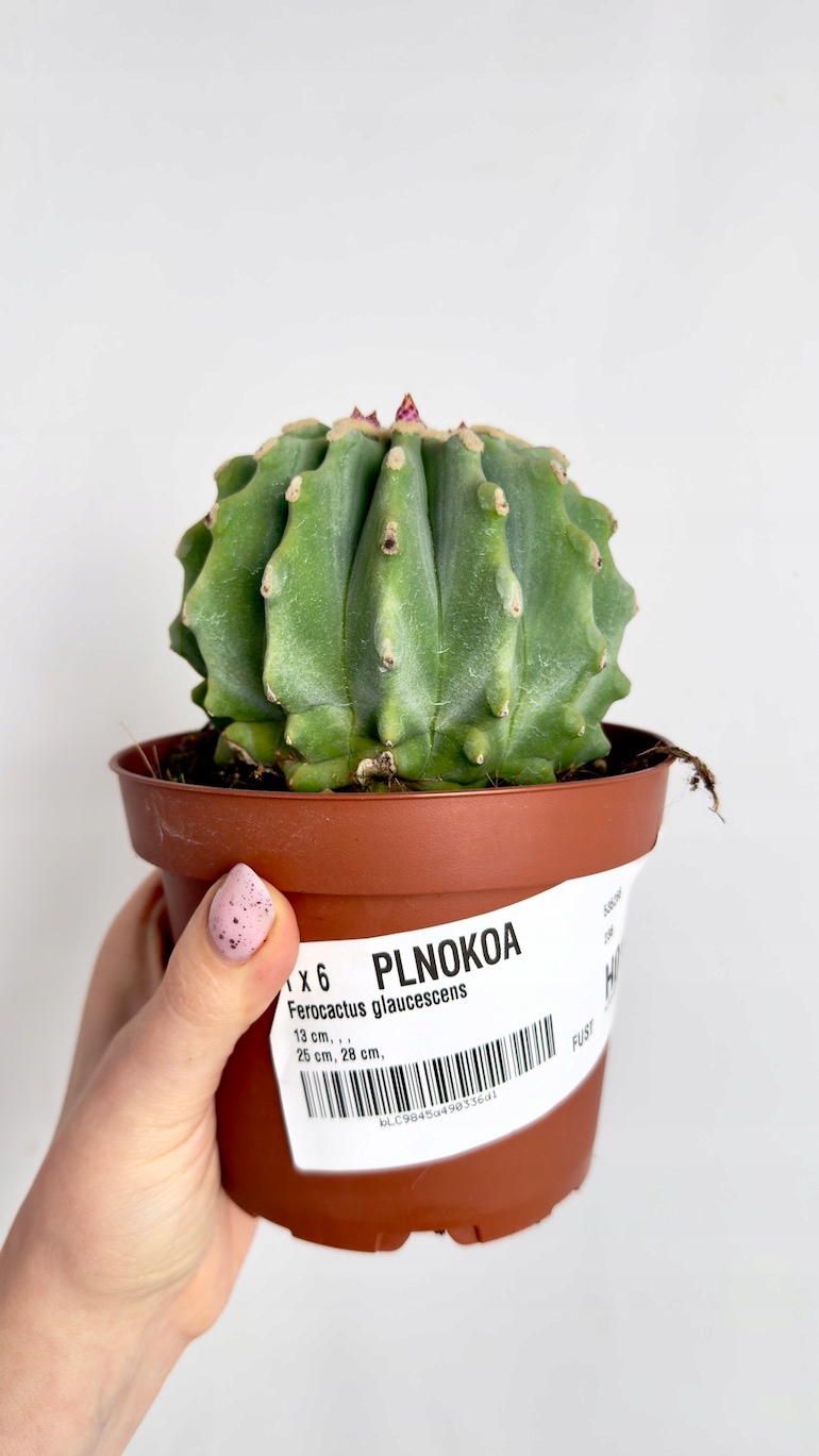 Ferocactus Glaucescens