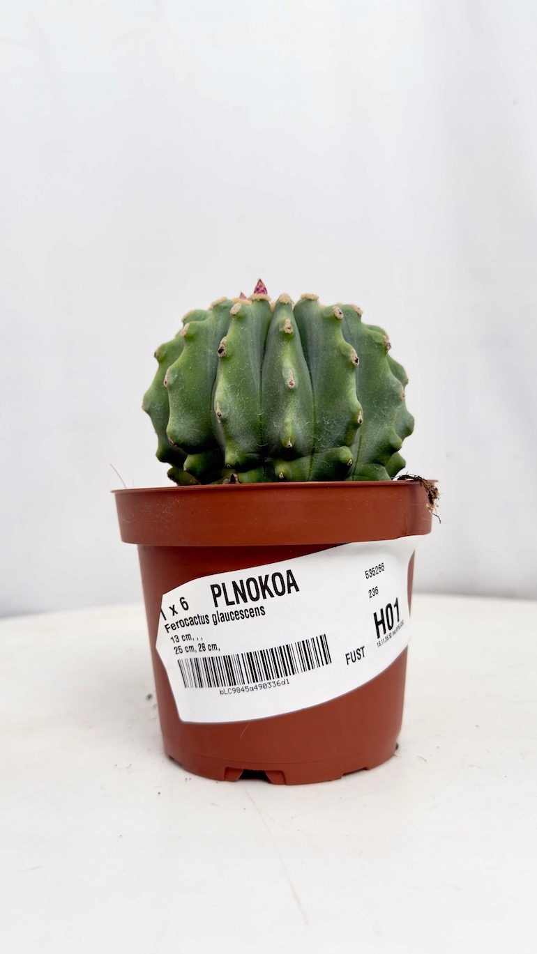 Ferocactus Glaucescens