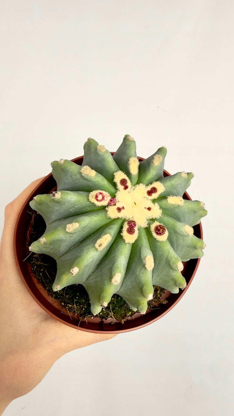 Ferocactus Glaucescens