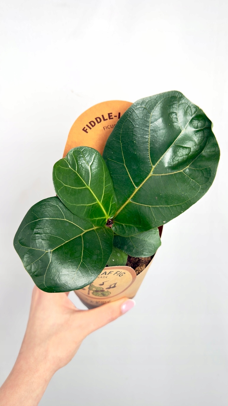 Ficus Lyrata