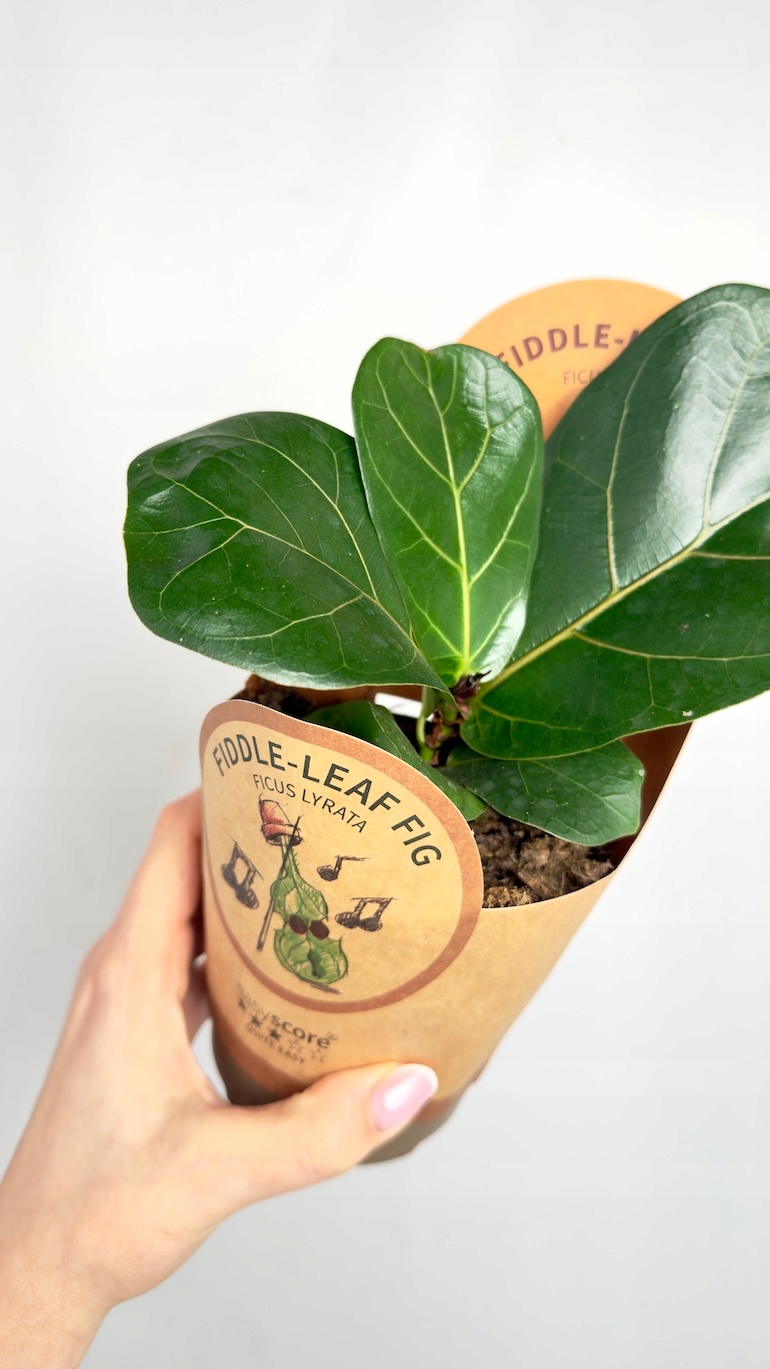 Ficus Lyrata