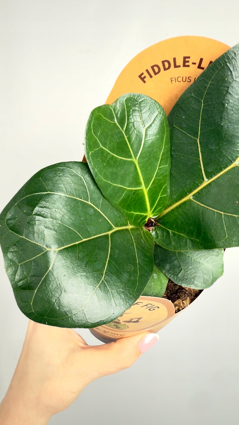 Ficus Lyrata
