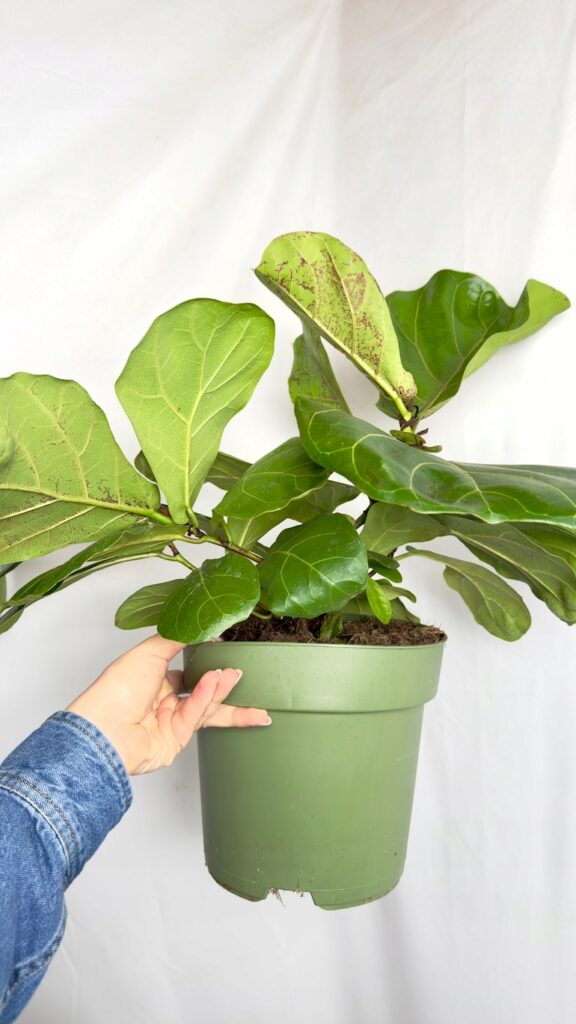 Ficus lyrata II kategorii z dużymi zielonymi liśćmi i widocznymi przebarwieniami na części blaszki liściowej.