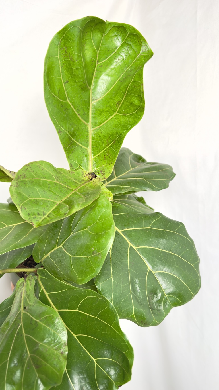 Ficus Lyrata II kategorii