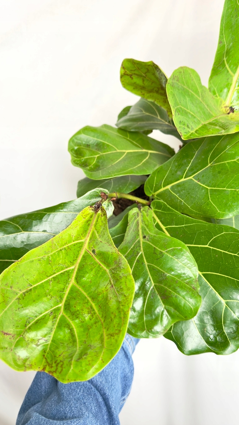 Ficus Lyrata II kategorii