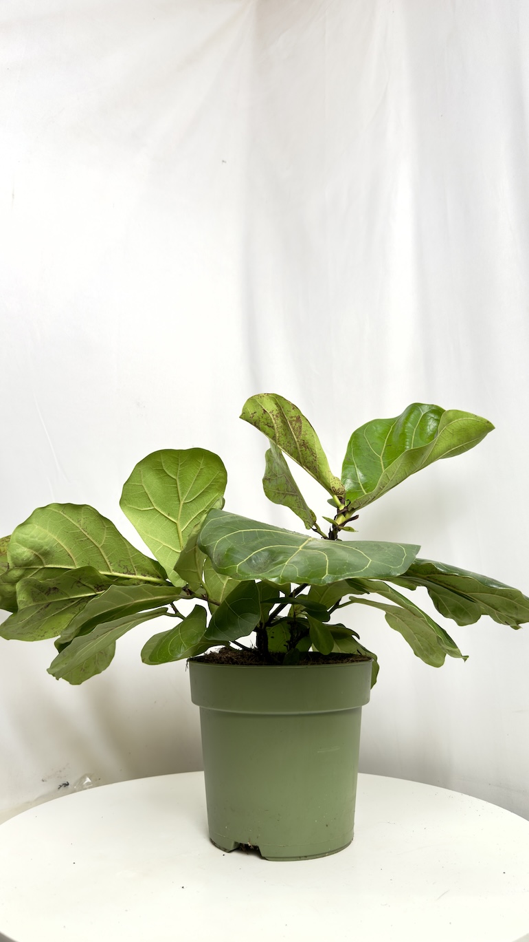 Ficus Lyrata II kategorii