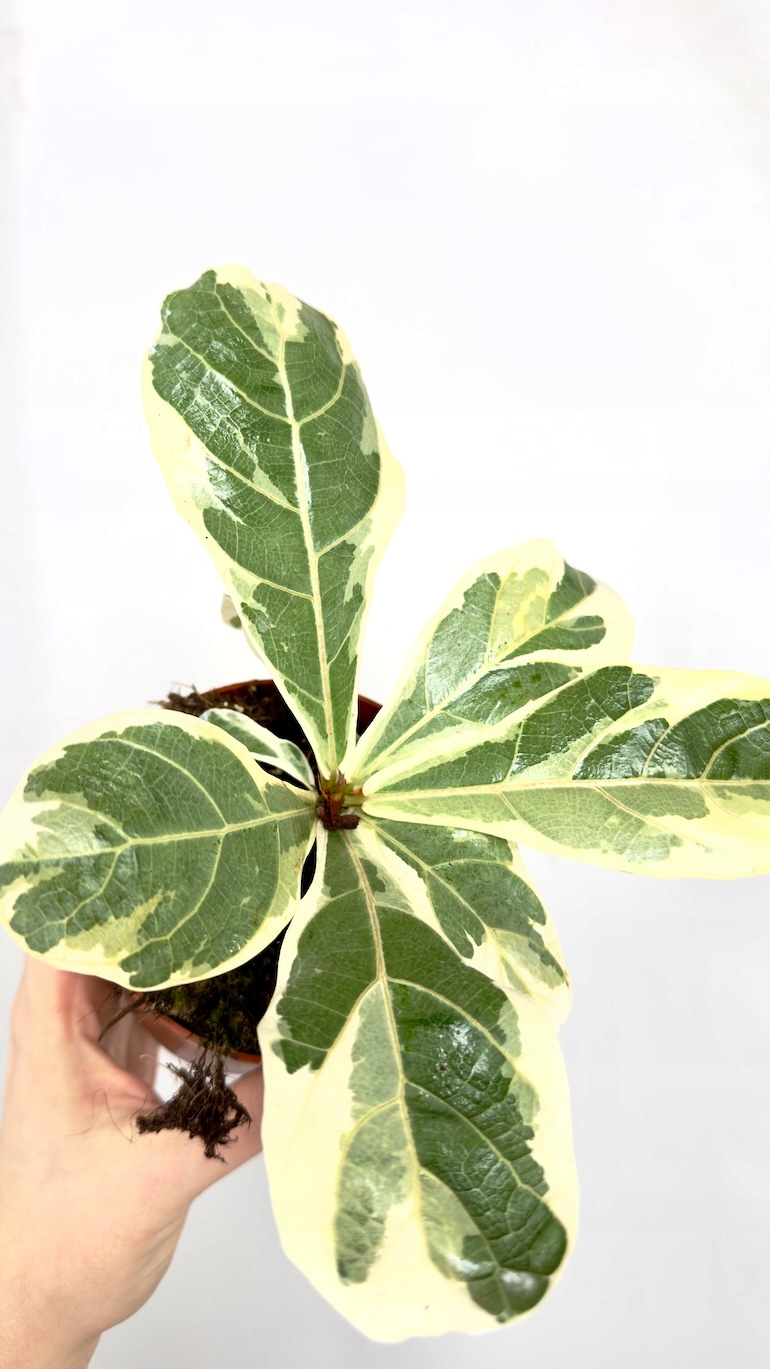 Ficus Lyrata Variegata