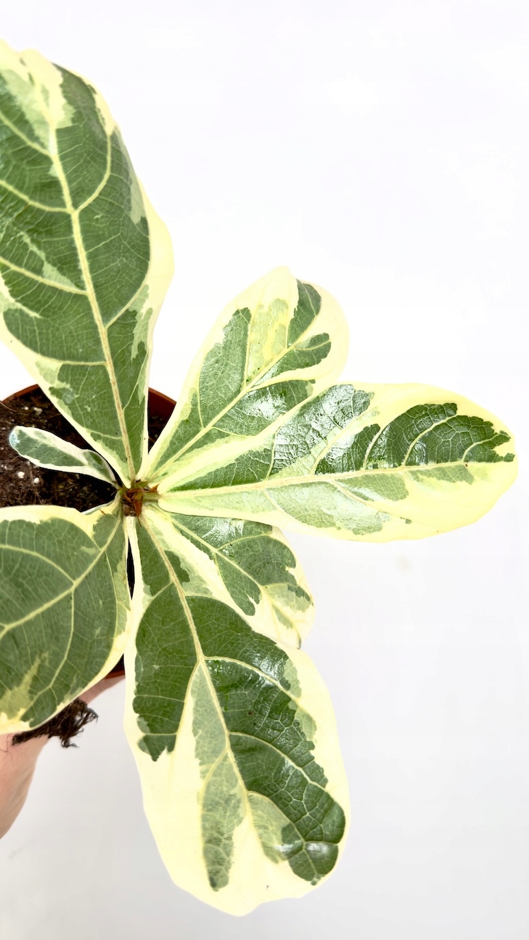 Ficus Lyrata Variegata