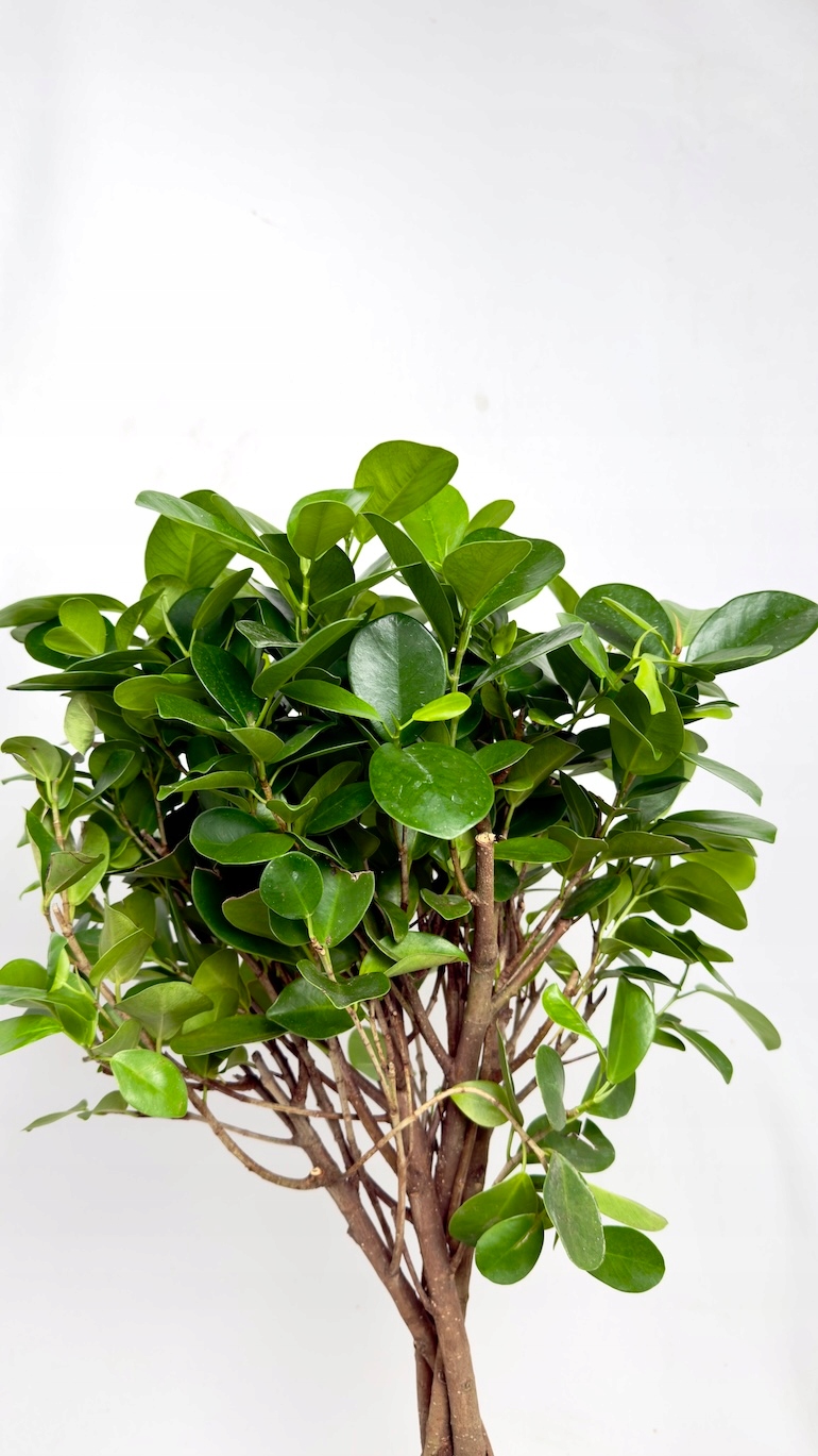 Ficus Microcarpa Moclame