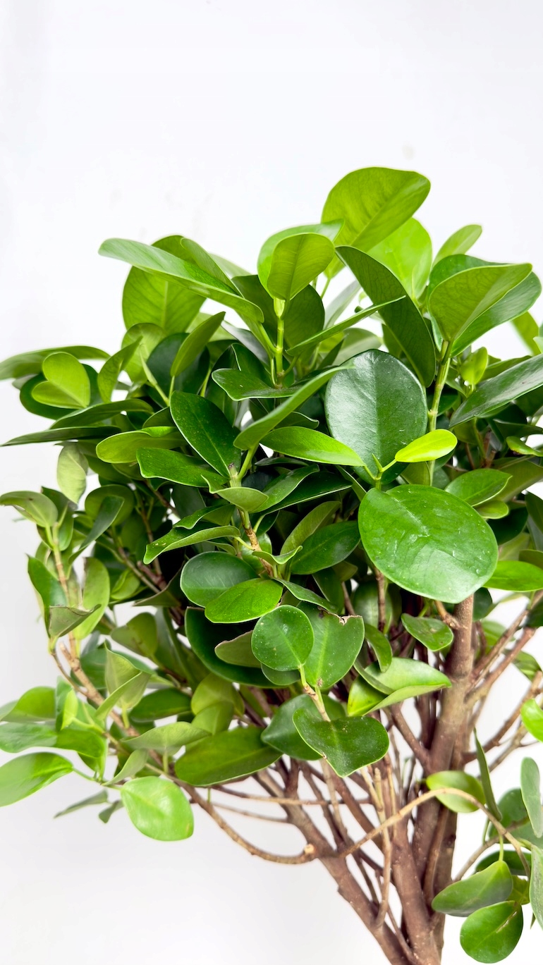 Ficus Microcarpa Moclame