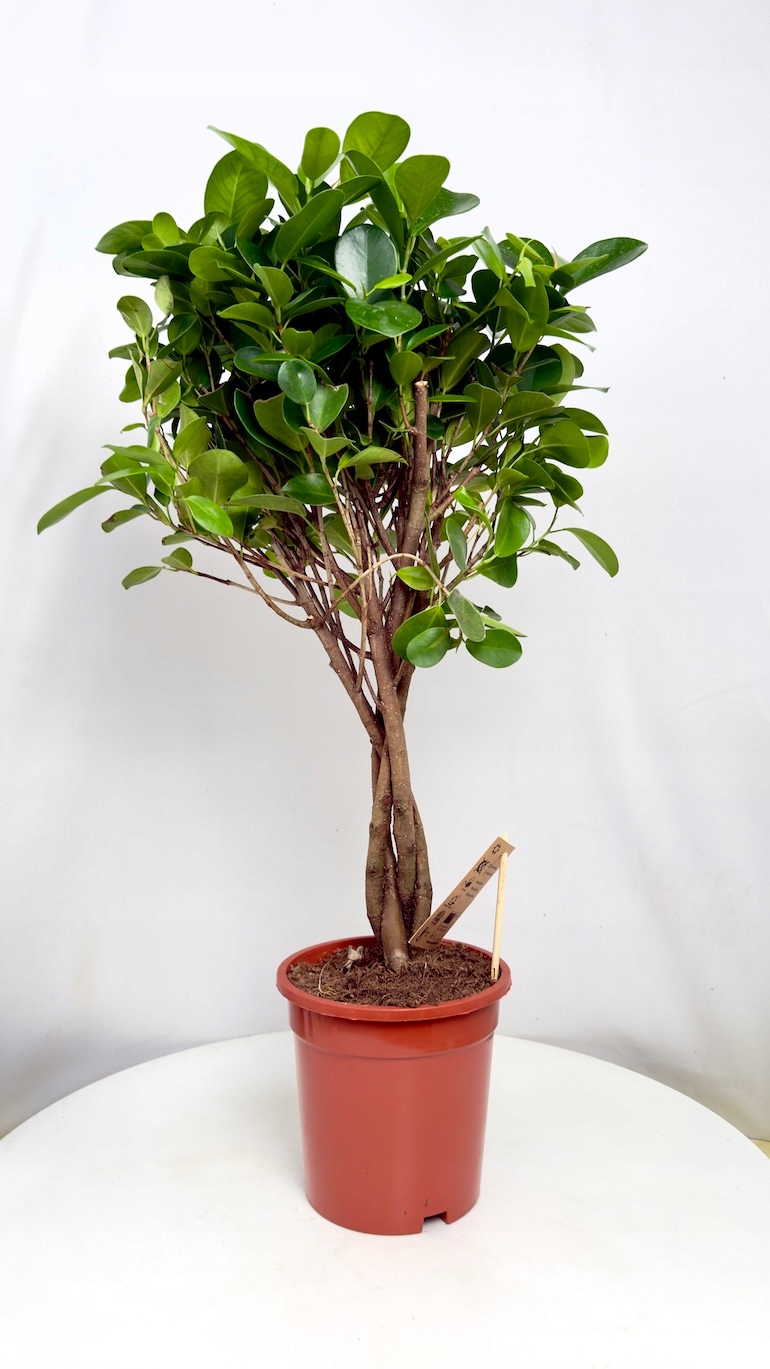 Ficus Microcarpa Moclame