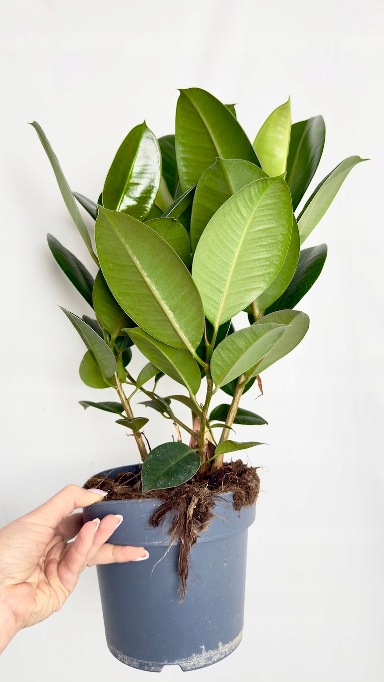 Ficus Robusta
