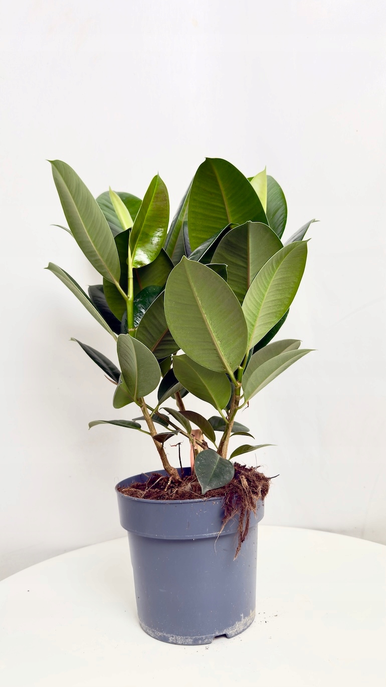 Ficus Robusta