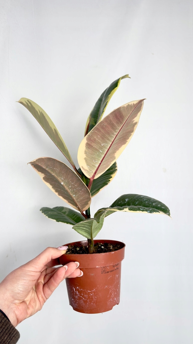 Ficus Tineke 12/30 cm