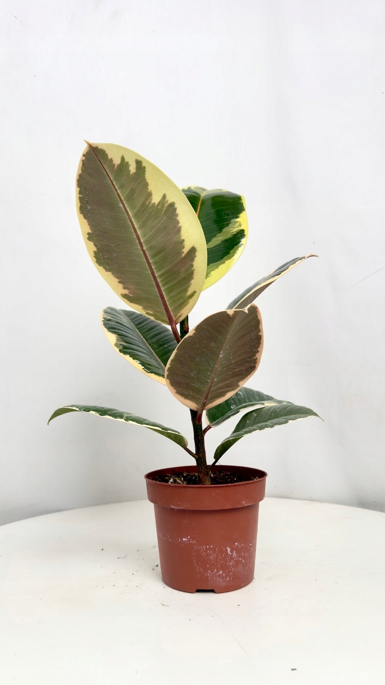 Ficus Tineke 12/30 cm