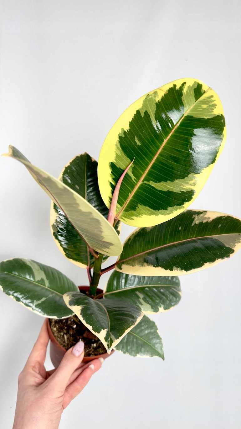 Ficus Tineke 12/30 cm