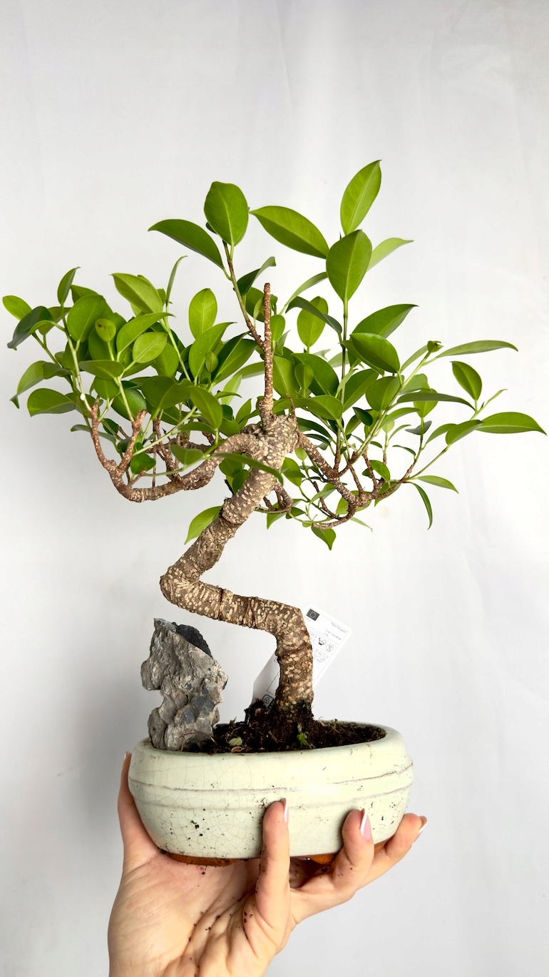 Ficus microcarpa Bonsai 10/20 cm