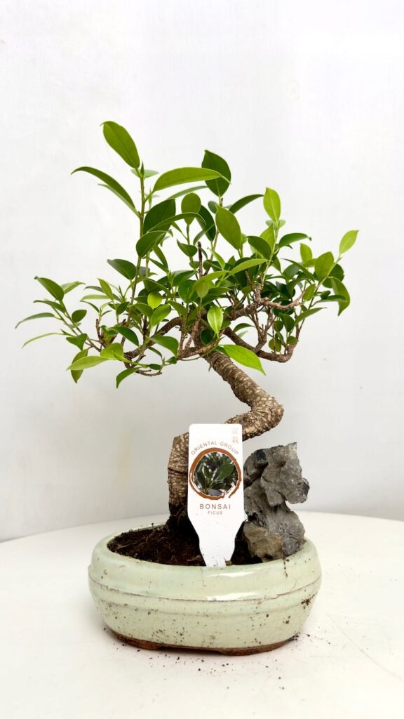 Ficus microcarpa Bonsai z kamieniem 18/25 cm w ceramicznej donicy, dekoracyjny fikus bonsai