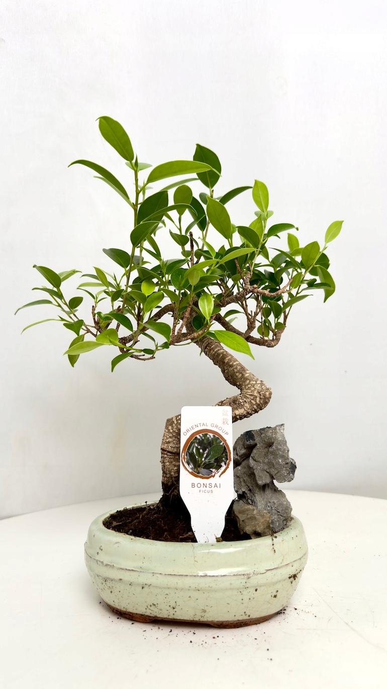 Ficus microcarpa Bonsai 10/20 cm