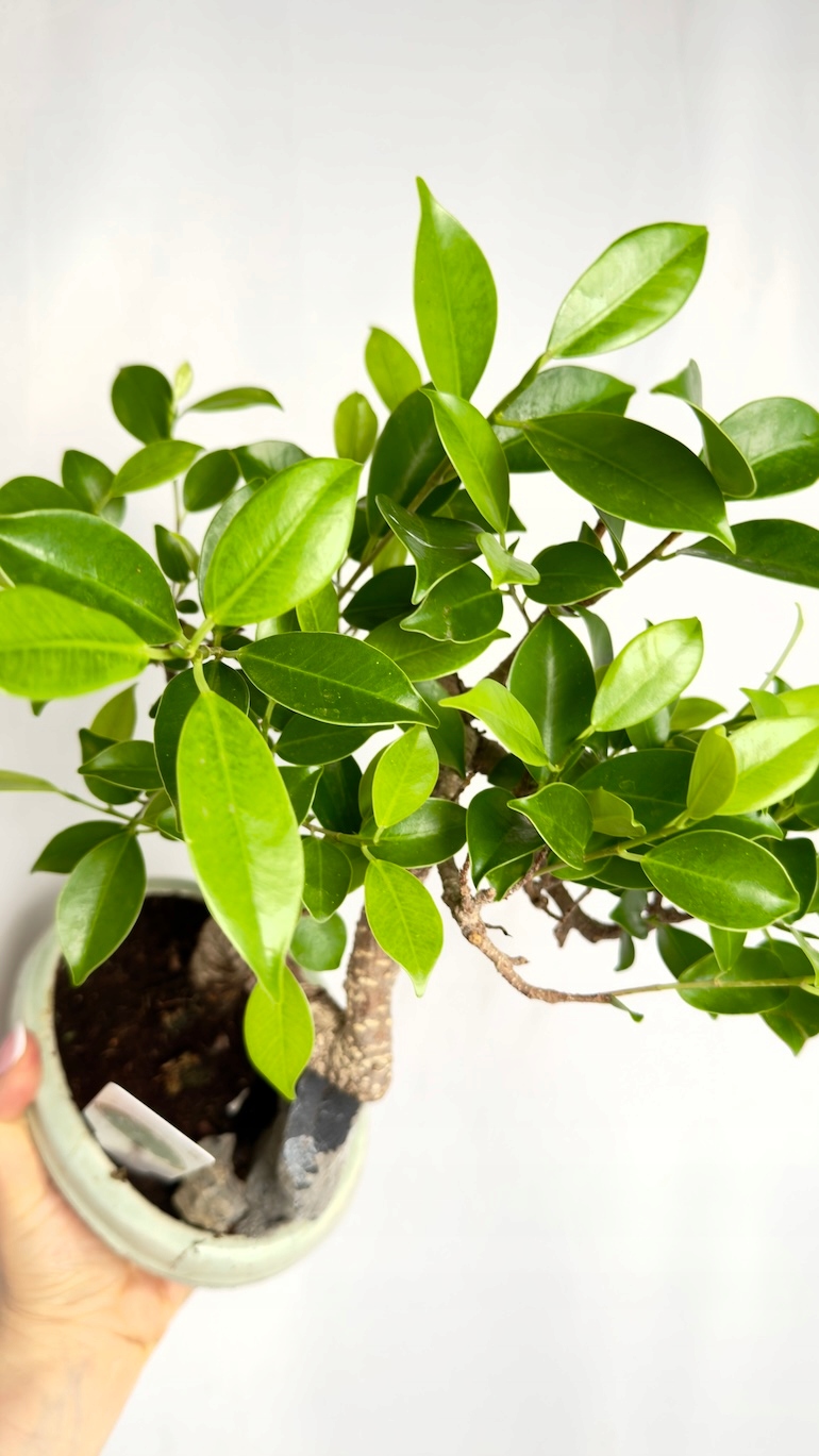 Ficus microcarpa Bonsai 10/20 cm