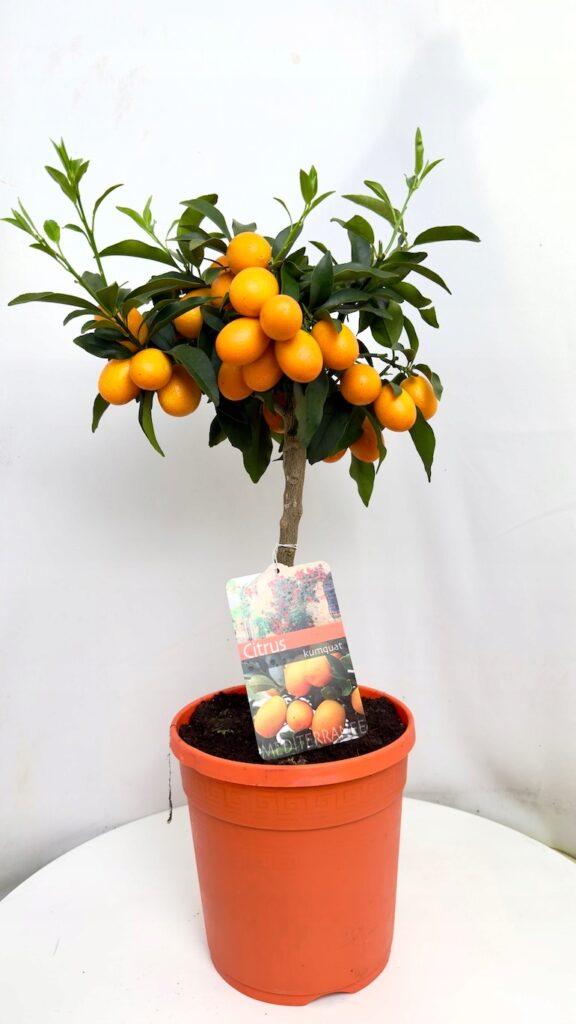 Fortunella margarita kumkwat drzewko cytrusowe w doniczce 21 cm z pomarańczowymi owocami na pniu