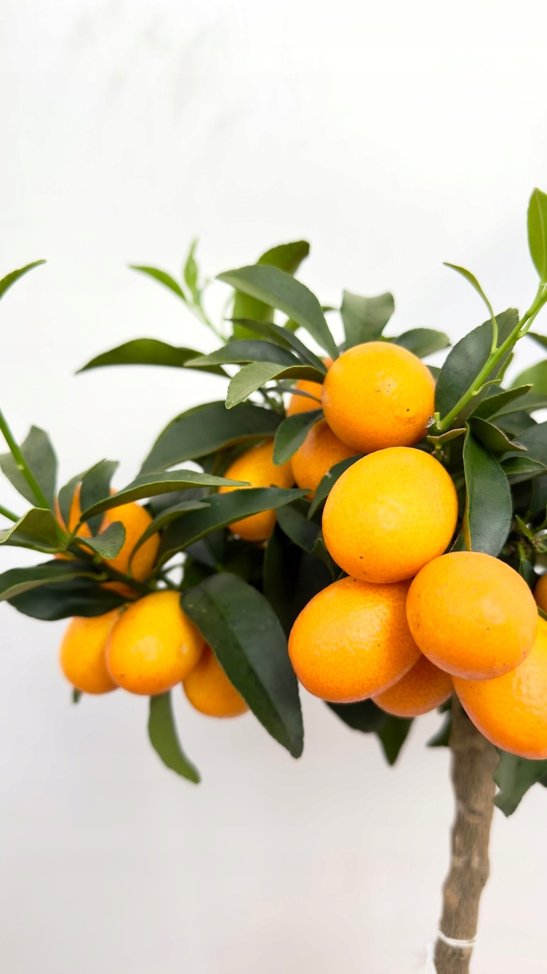 Fortunella margarita 21/65 cm